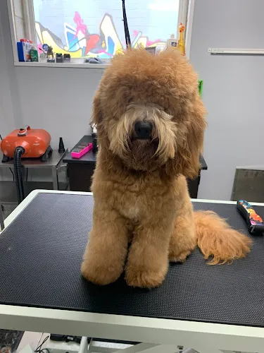The Muddy Mutt - Professional cat grooming in Arlington, VA