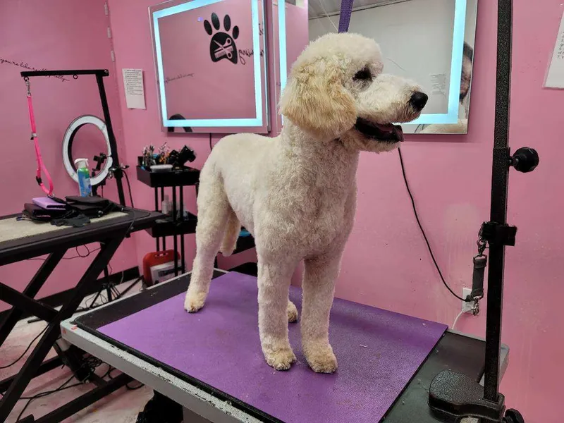 Le Pink Pooch Dog And Cat Grooming Salon LLC - Professional cat grooming in Philadelphia, PA