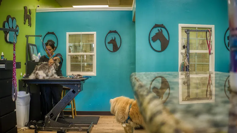 Magic Pets - Cat grooming in Orlando