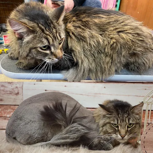 Wizard of Pawz Pet Spa - Cat grooming in Milwaukee