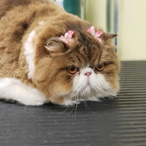 Heavenly Paws - Cat grooming in Upland
