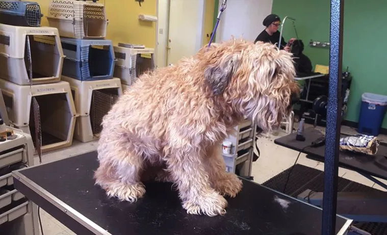 Dirty Dog Grooming Salon - Mobile cat grooming in Rehoboth Beach, DE