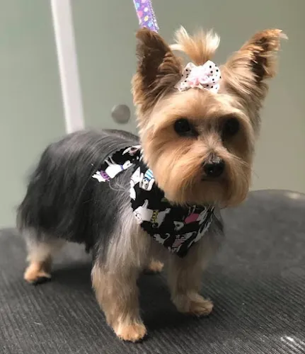 Trims For Tails, LLC - Cat grooming in Concord