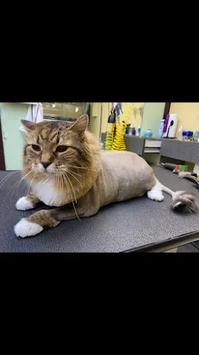 Shandra's Pet Salon - Cat grooming in Naples