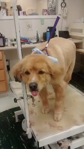 Soft Paws Salon - Cat grooming in Lexington