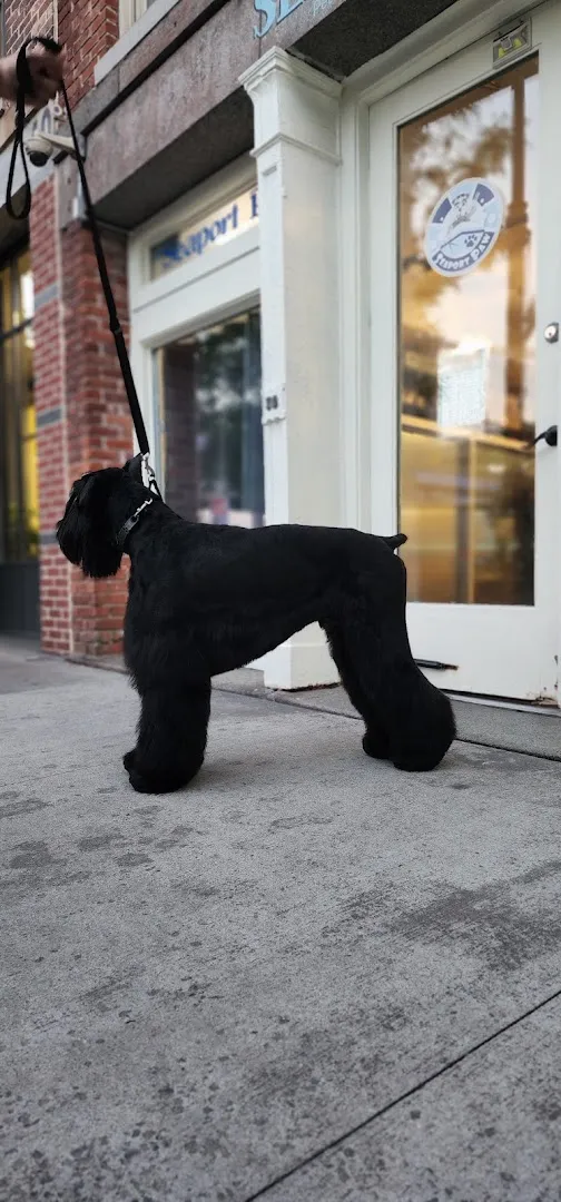 The Seaport Paw - Cat grooming in New York