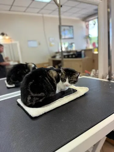 Le Paws Grooming - Cat grooming in Plano
