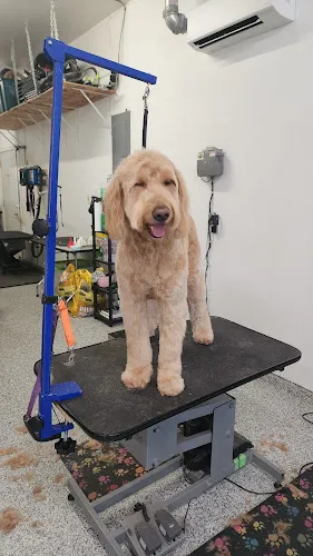 AJ's Pet Grooming - Professional cat grooming in St Michael, MN