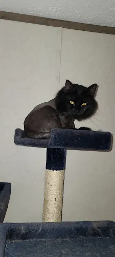 The Salon & Spa at All Pets Considered - Cat grooming in Greensboro