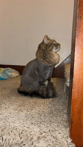 Pawsitivity - Cat grooming in Cedar Rapids