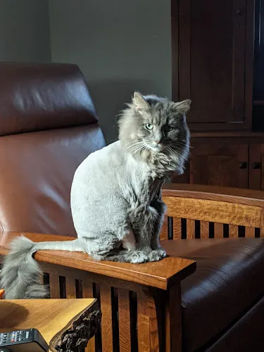 Dirty Dog Depot LLC - Cat grooming in Fort Mill