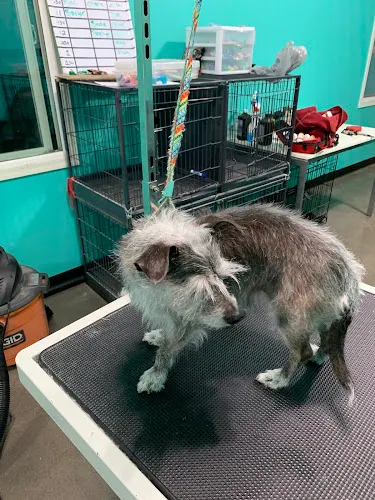 Johnny's Doghouse Pet Grooming & Boarding - Cat grooming in Gilbert