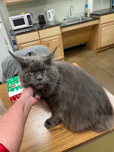 Melinda's Grooming - Professional cat grooming in Odessa, TX