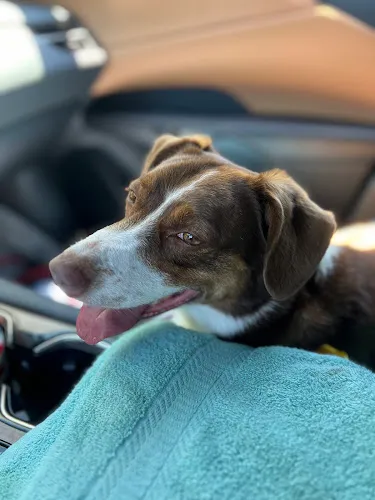 A Pampered Pooch & Day Spa - Cat grooming in Ormond Beach