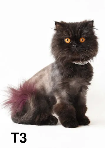 Dtails Pet Grooming & Nutrition - Professional cat grooming in Cumberland, RI