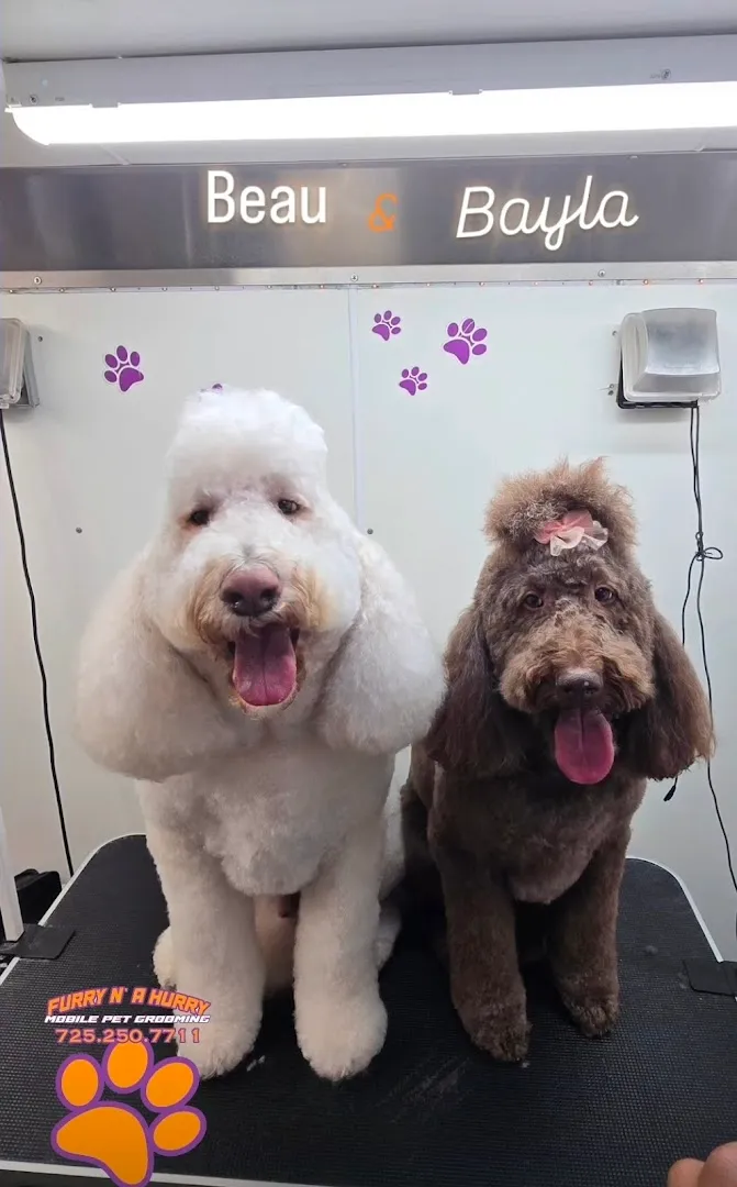 Furry N'a Hurry Mobile Pet Grooming - Cat grooming in Las Vegas