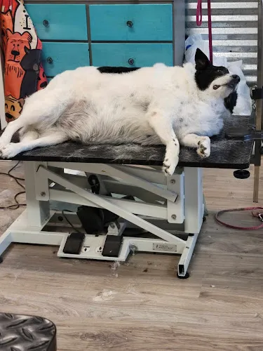 The Groom Gallery - Cat grooming in Lenexa