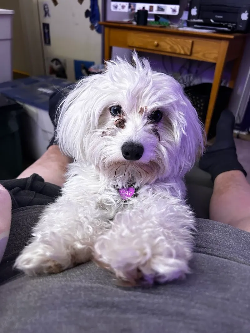 Adorable Grooms- by appointment only - Cat grooming in Dallas