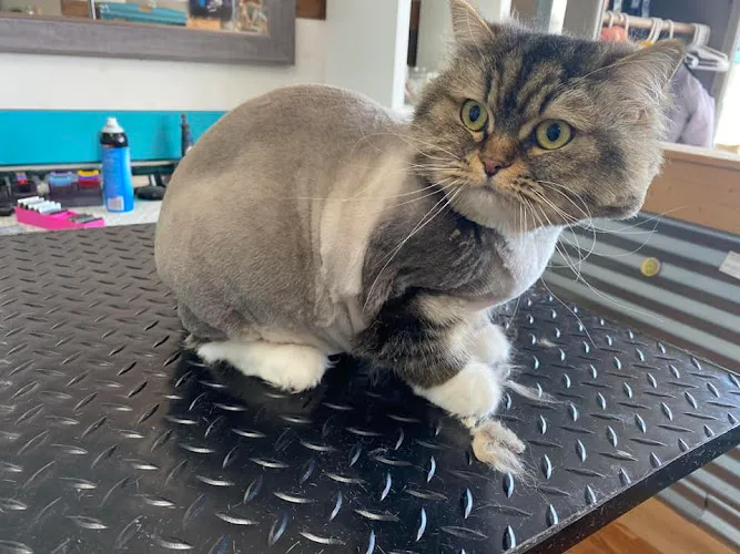 The Groom Gallery - Mobile cat grooming in Gardner, KS