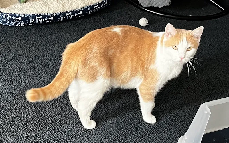 Mobile Pet Grooming - Cat grooming in Owings Mills