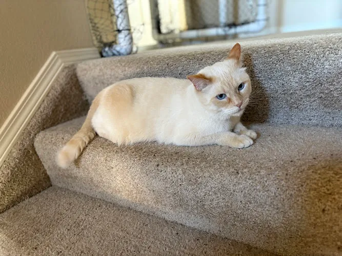 The Furologist Pet Grooming - Cat grooming in Colorado Springs