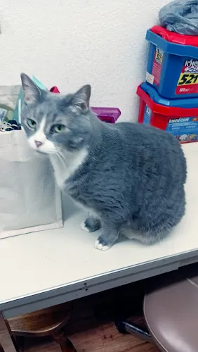 Tender Touch Pet Retreat and Spaw - Cat grooming in Newark