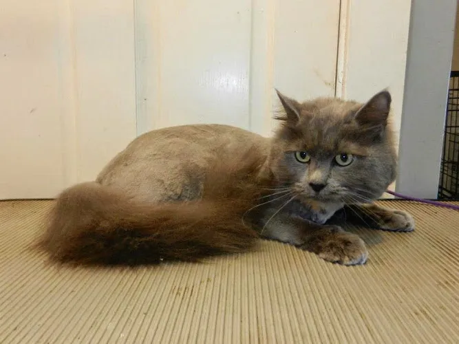 Pampered Pup Salon - Cat grooming in Georgetown