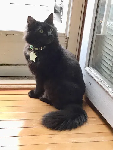 A Pet's Pleasure - Cat grooming in Dracut