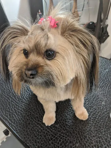 Bubbles and Daisy Grooming - Cat grooming in Colorado Springs