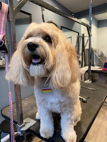 Woof Gang Bakery & Grooming Winter Park Corners - Cat grooming in Winter Park