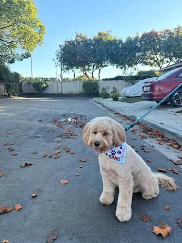 Woof Gang Bakery & Grooming Santa Clara - Professional cat grooming in Santa Clara, CA