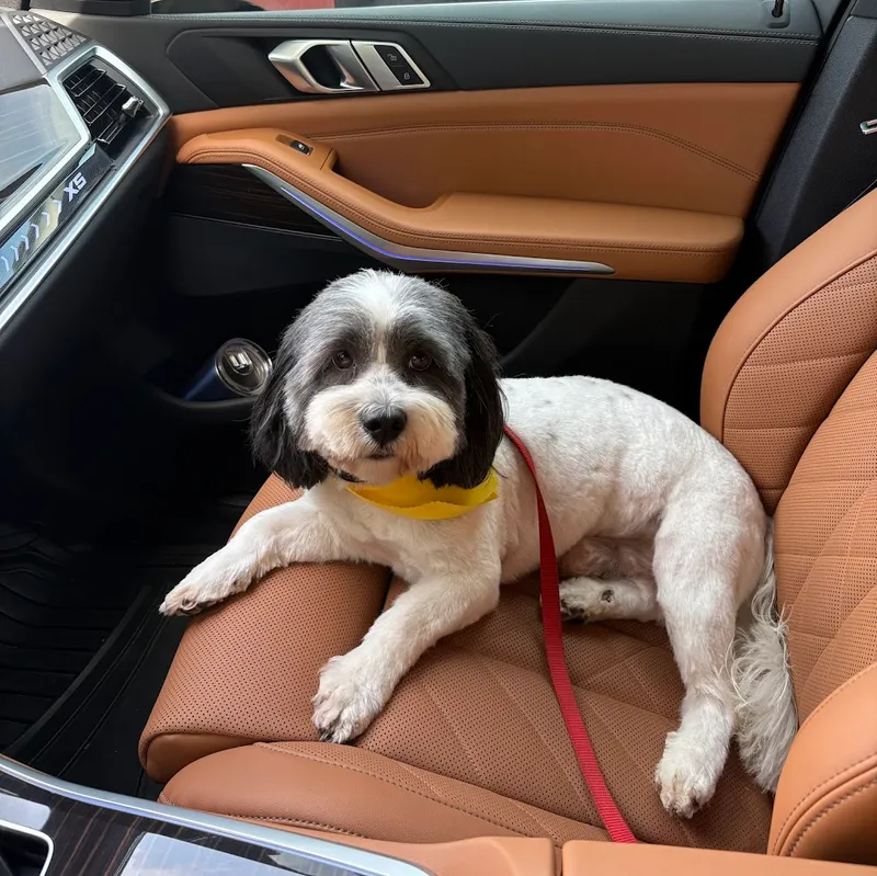 Furrytails Dog Grooming - Mobile cat grooming in Houston, TX