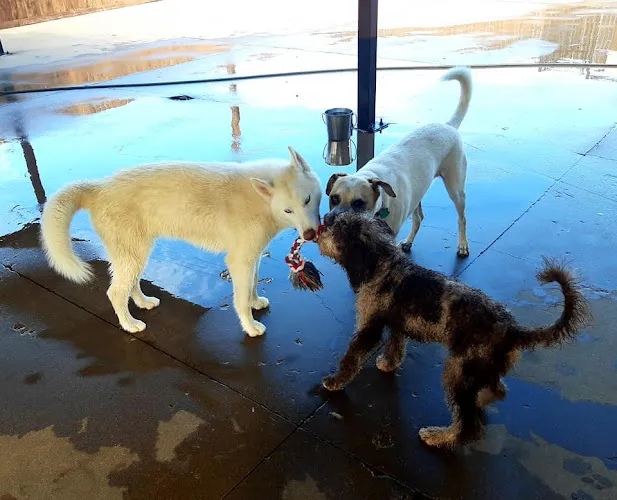 Scruffy to Fluffy Spa & Boutique - Cat grooming in Granbury