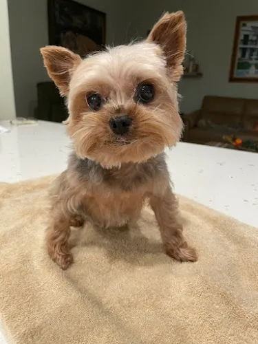 Woof Gang Bakery & Grooming Palm City - Professional cat grooming in Palm City, FL