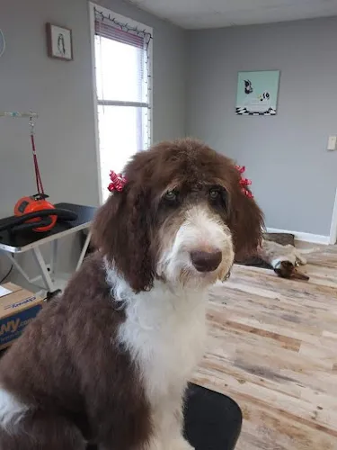 For the Love of Dogs - Cat grooming in Clarksville