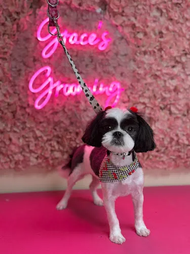 Grace’s Grooming - Professional cat grooming in Lilburn, GA