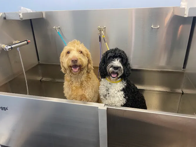 Doodle Day Spa - Cat grooming in Charleston