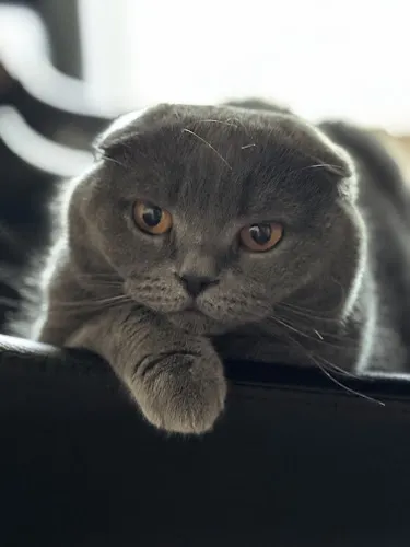 Pets Fifth Avenue - Luxury Grooming & Boutique - Cat grooming in Glendale