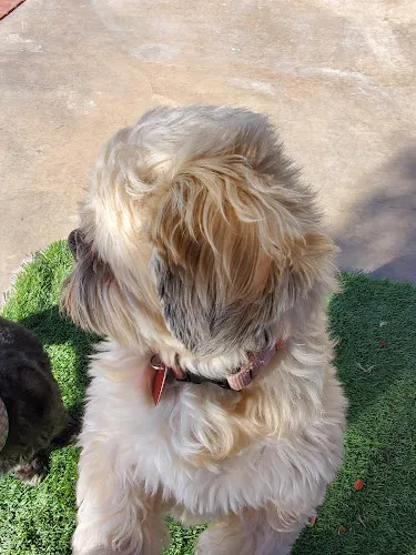All About The Pooch - Cat grooming in Maricopa