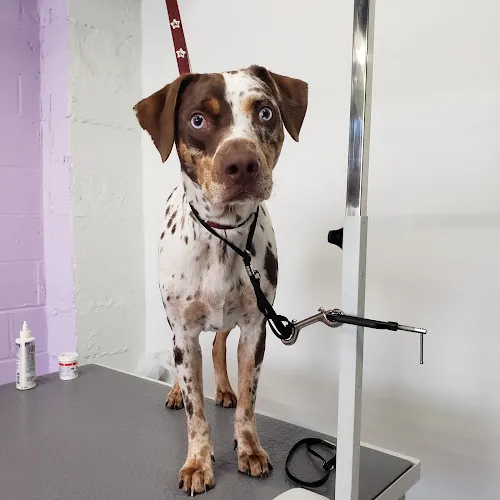 Simply Groomed LLC - Cat grooming in Scotch Plains