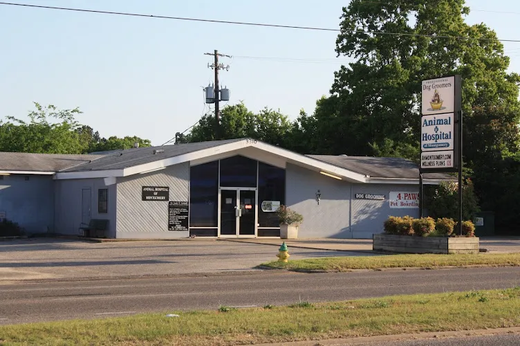 Professional Dog Groomers - Professional cat grooming in Montgomery, AL