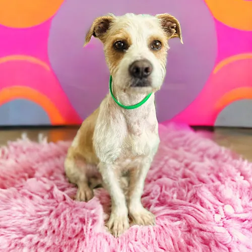 Midtown Mutts - Cat grooming in Reno