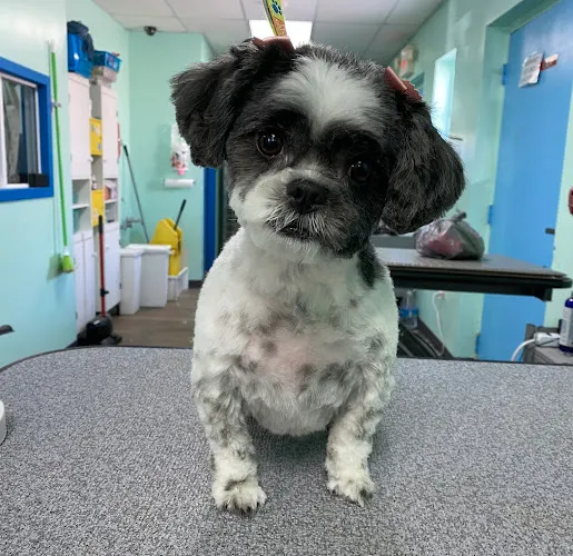 Sudzy Puppy - Cat grooming in Naperville
