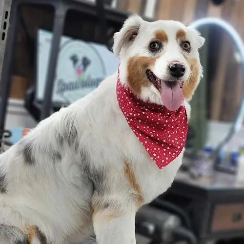 Spawology Pet Grooming Salon - Cat grooming in Denver