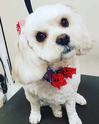 Gentle Touch Dog Grooming - Cat grooming in Florence