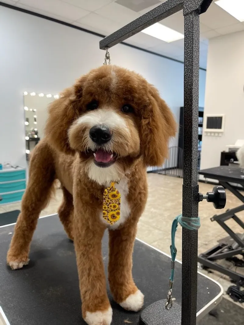 Vanity Fur Pet Spa & Grooming, LLC - Mobile cat grooming in Jacksonville, FL
