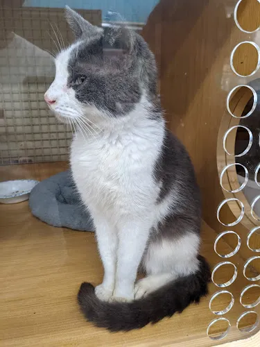 Petco Grooming - Cat grooming in Bronx