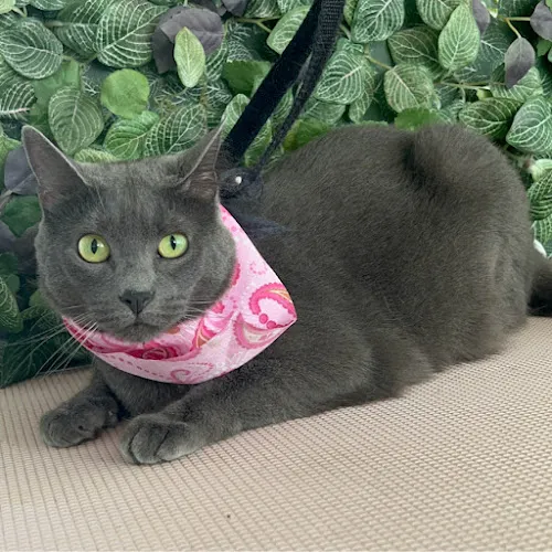 Mimar Pets - Cat grooming in Riverview