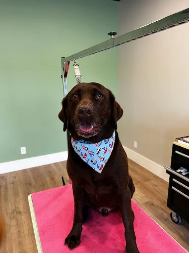 Wigglebutts Suds & Cuts - Professional cat grooming in Bonita Springs, FL