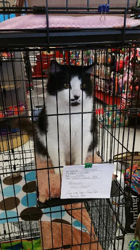 Petco Grooming - Professional cat grooming in Lakewood, WA